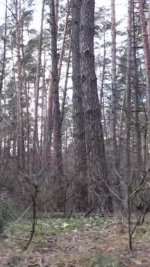 Güzel orman manzarasının dikey videosu