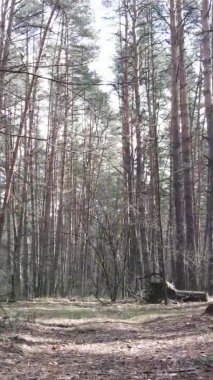 Güzel orman manzarasının dikey videosu