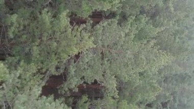 Güzel orman manzarasının dikey videosu