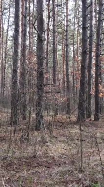 Güzel orman manzarasının dikey videosu