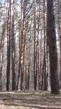 Güzel orman manzarasının dikey videosu