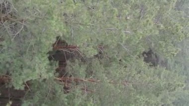 Güzel orman manzarasının dikey videosu