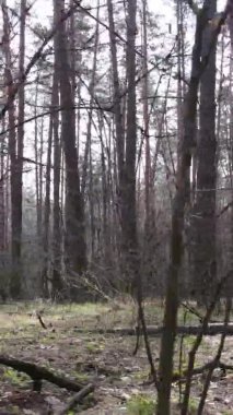 Güzel orman manzarasının dikey videosu