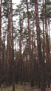 Güzel orman manzarasının dikey videosu