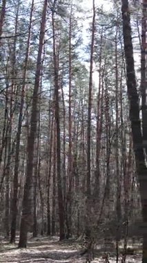 Güzel orman manzarasının dikey videosu