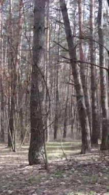 Güzel orman manzarasının dikey videosu