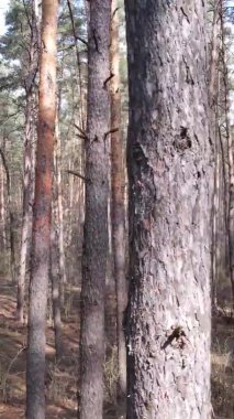 Güzel orman manzarasının dikey videosu