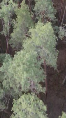 Güzel orman manzarasının dikey videosu