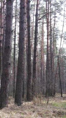 Güzel orman manzarasının dikey videosu