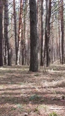 Güzel orman manzarasının dikey videosu