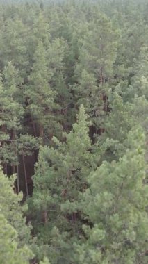 Güzel orman manzarasının dikey videosu