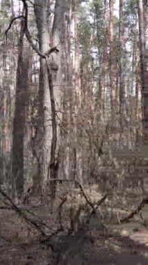 Güzel orman manzarasının dikey videosu