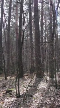 Güzel orman manzarasının dikey videosu