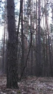 Güzel orman manzarasının dikey videosu