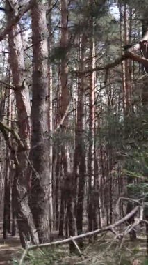 Güzel orman manzarasının dikey videosu