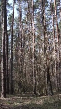 Güzel orman manzarasının dikey videosu