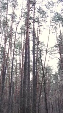 Güzel orman manzarasının dikey videosu