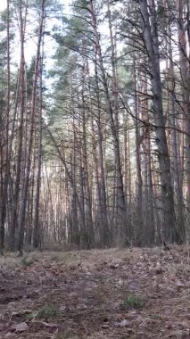 Güzel orman manzarasının dikey videosu