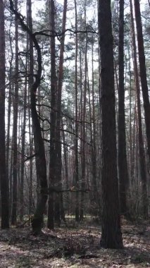 Güzel orman manzarasının dikey videosu