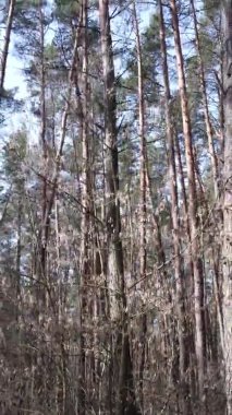 Güzel orman manzarasının dikey videosu