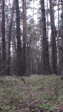 Güzel orman manzarasının dikey videosu