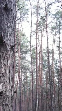 Güzel orman manzarasının dikey videosu