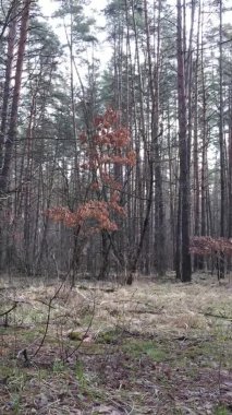 Güzel orman manzarasının dikey videosu