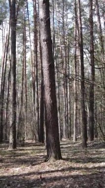 Güzel orman manzarasının dikey videosu