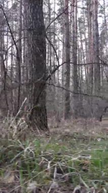 Güzel orman manzarasının dikey videosu