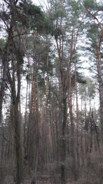 Güzel orman manzarasının dikey videosu