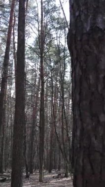 Güzel orman manzarasının dikey videosu