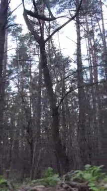 Güzel orman manzarasının dikey videosu
