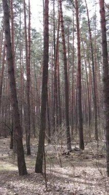 Güzel orman manzarasının dikey videosu