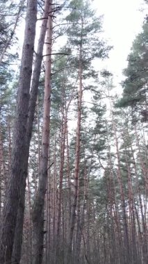 Güzel orman manzarasının dikey videosu