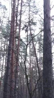 Güzel orman manzarasının dikey videosu