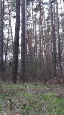 Güzel orman manzarasının dikey videosu