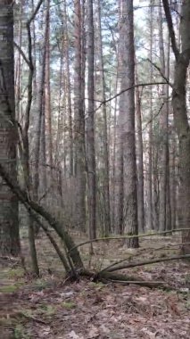 Güzel orman manzarasının dikey videosu