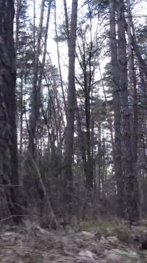 Güzel orman manzarasının dikey videosu