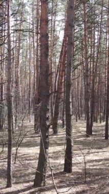 Güzel orman manzarasının dikey videosu