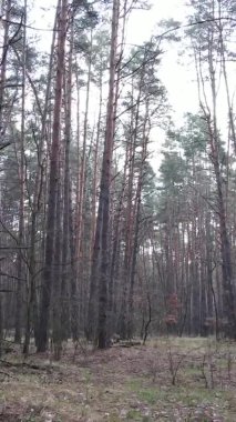 Güzel orman manzarasının dikey videosu