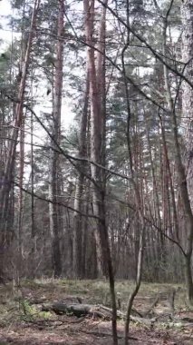 Güzel orman manzarasının dikey videosu