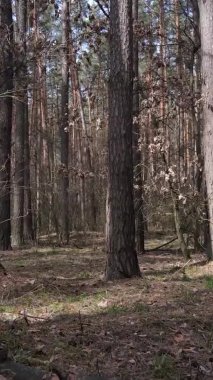 Güzel orman manzarasının dikey videosu