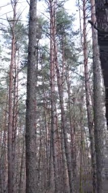 Güzel orman manzarasının dikey videosu