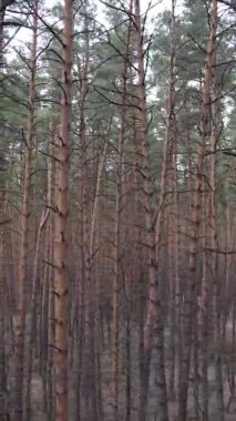 Güzel orman manzarasının dikey videosu