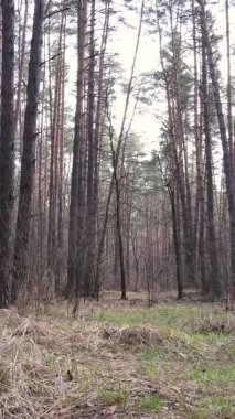 Güzel orman manzarasının dikey videosu