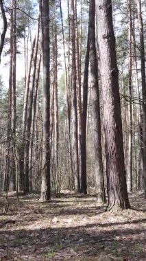 Güzel orman manzarasının dikey videosu