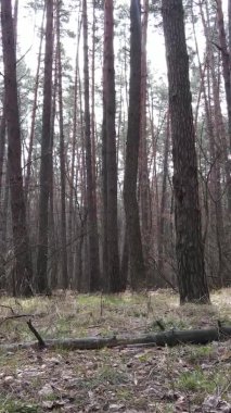 Güzel orman manzarasının dikey videosu