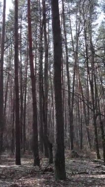 Güzel orman manzarasının dikey videosu