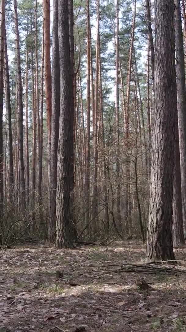 Vídeo vertical de hermoso paisaje forestal — Vídeo de stock