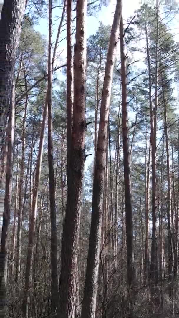 Κάθετη βίντεο από όμορφο δασικό τοπίο — Αρχείο Βίντεο